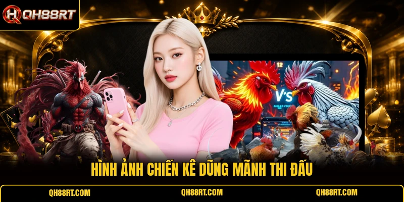 Hình ảnh chiến kê dũng mãnh thi đấu